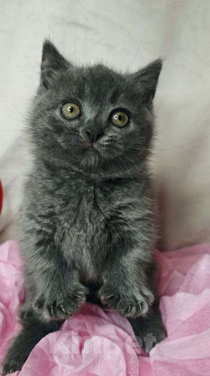 Кошки в Уфе: Манчкин девочка. Девочка, 70 000 руб. - фото 2