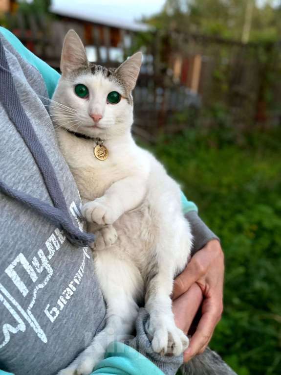 Кошки в Москве: 🐾 Спарта, до 1 года — кошечка-«ребёнок», которая обожает человека 💚 Девочка, Бесплатно - фото 1