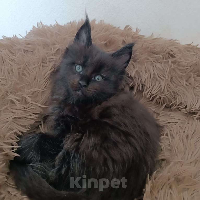 Кошки в Москве: Эшли Мальчик, 85 000 руб. - фото 4