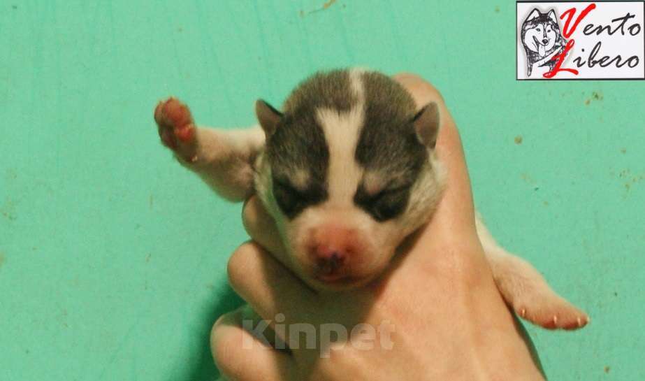 Собаки в других городах Московской области: сибирский хаски Мальчик, 80 000 руб. - фото 5