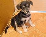 Собаки в Омске: Джесси Девочка, Бесплатно - фото 2