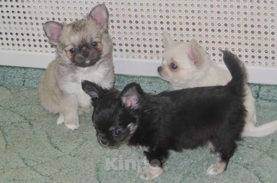 Собаки в Санкт-Петербурге: чихуахуа шоу мальчик Мальчик, 150 000 руб. - фото 4