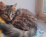 Кошки в Люберцах: Ищет дом котенок Масяня Девочка, Бесплатно - фото 1
