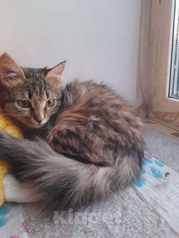 Кошки в Люберцах: Ищет дом котенок Масяня Девочка, Бесплатно - фото 1