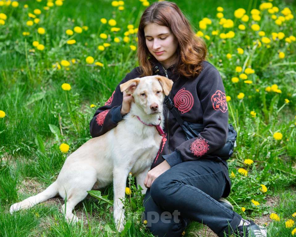 Собаки в Москве: Молоденькая девочка в дар Девочка, Бесплатно - фото 6