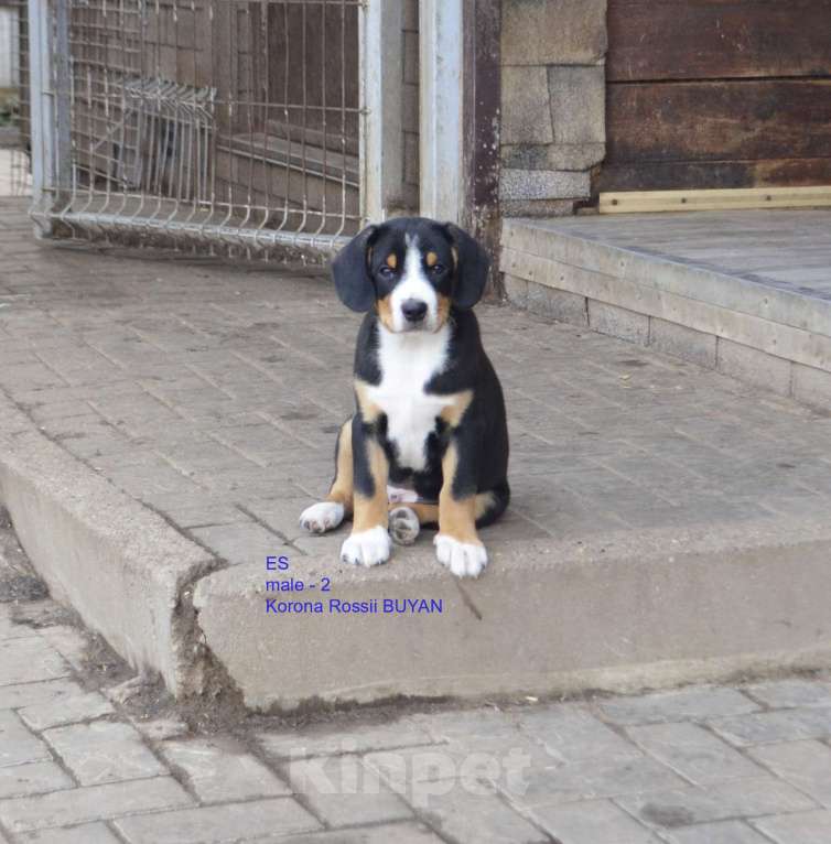 Собаки в Москве: энтлебухер зенненхунд щенки Мальчик, 100 000 руб. - фото 1