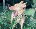 Собаки в Клине: Принцесса Лея Девочка, Бесплатно - фото 6