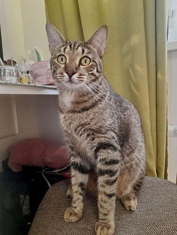 Кот Борис очень ждет … 