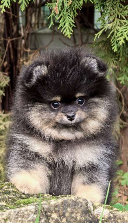 Собаки в Москве: Девочка черно подпалая Девочка, 60 000 руб. - фото 7