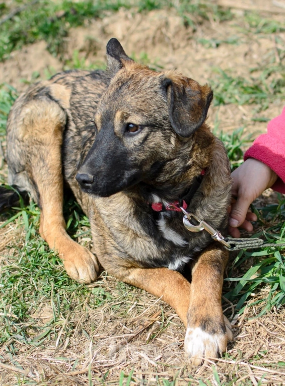 Собаки в других городах Московской области: Малышка Дина ждёт папу или маму! Девочка, Бесплатно - фото 2