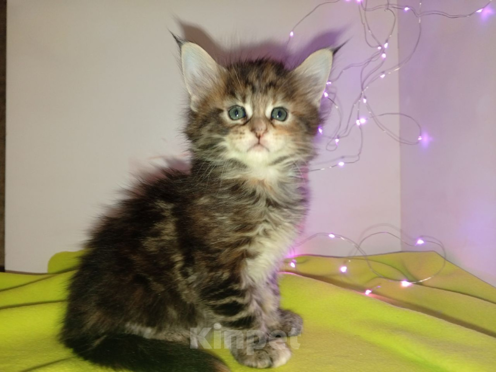 Кошки в других городах Московской области: Котята Мейн кун Разнополые, 25 000 руб. - фото 5