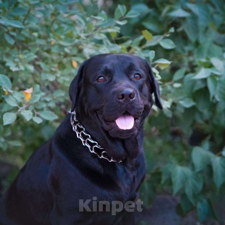 Собаки в Саратове: Вязка лабрадор, 3 500 руб. - фото 1