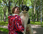 Собаки в Москве: Жизнерадостный пес Грэм в добрые руки Мальчик, 10 руб. - фото 8