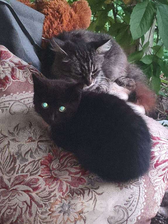 Кошки в других городах Московской области: Суперкотик Девочка, Бесплатно - фото 4