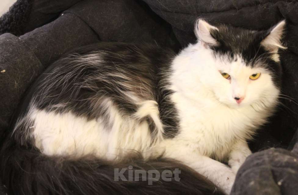 Кошки в Москве: ФИЛИМОН Мальчик, Бесплатно - фото 1