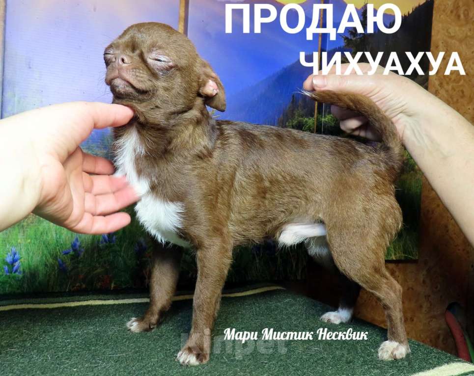 Собаки в Санкт-Петербурге: Несквик чихуахуа мини окрас шоколад с белым Мальчик, 40 000 руб. - фото 2