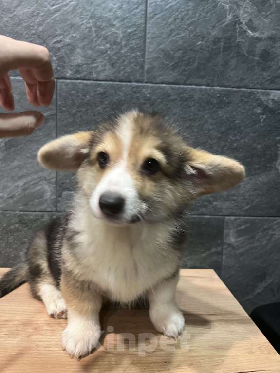 Собаки в Москве: Корги мальчик триколор кобель Мальчик, 40 000 руб. - фото 4