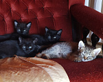 Кошки в других городах Башкортостана: Черные котята и серая кошечка Разнополые, Бесплатно - фото 2