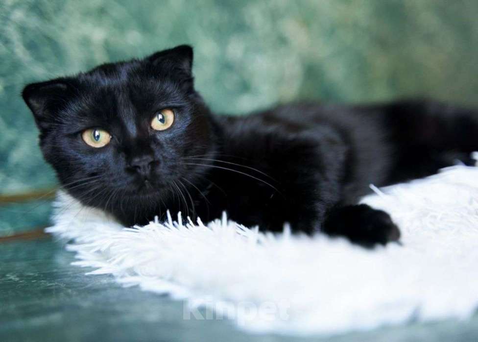 Кошки в Москве: Черный вислоухий котенок ищет дом Мальчик, Бесплатно - фото 3