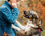 Собаки в Москве: Ураган Маруф в поисках своего человека! Девочка, Бесплатно - фото 8