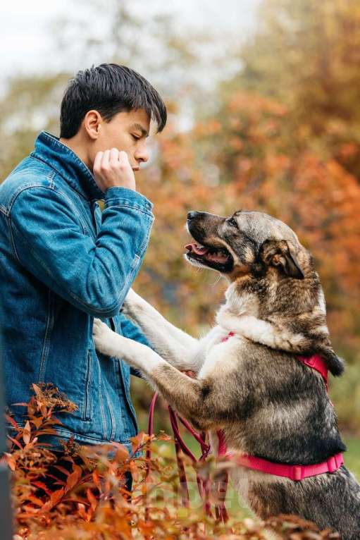 Собаки в Москве: Ураган Маруф в поисках своего человека! Девочка, Бесплатно - фото 8