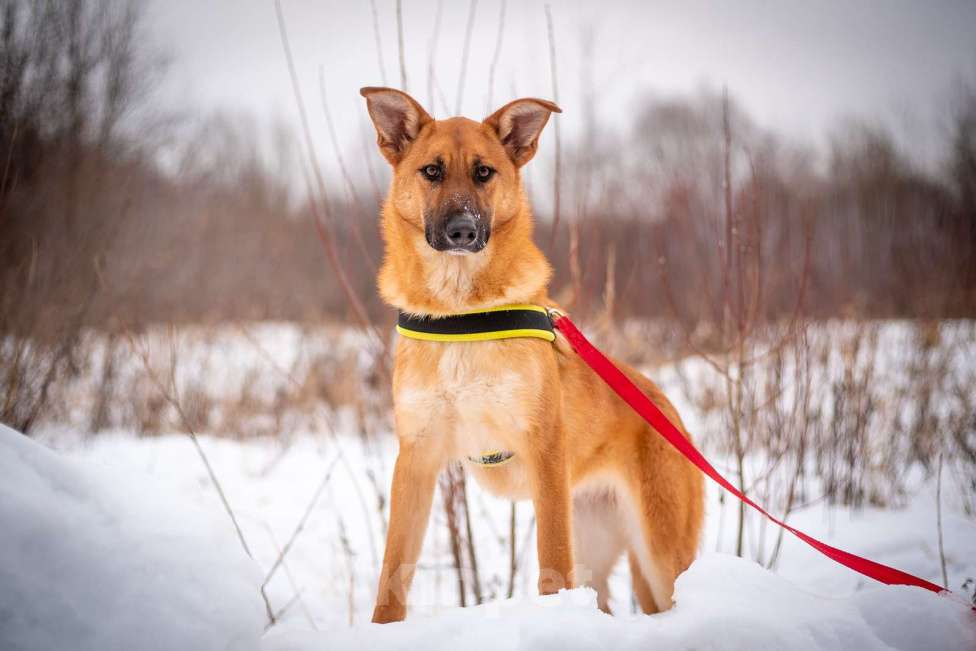 Собаки в Москве: Молодая Ириска ждет Вас! Девочка, Бесплатно - фото 3