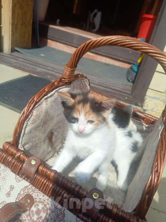 Кошки в Ульяновске: Кошечка  Девочка, Бесплатно - фото 1