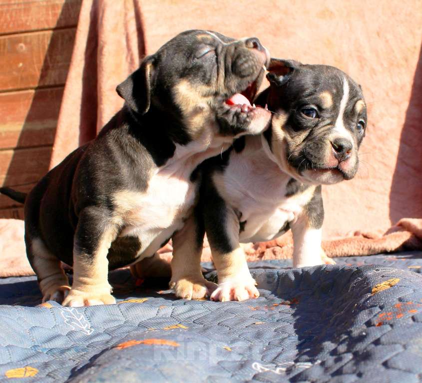 Собаки в Москве: Наши малыши. Разнополые, 80 000 руб. - фото 8