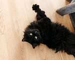 Кошки в Москве: Черный пушистый кот Гриша в добрые руки Мальчик, 1 руб. - фото 7