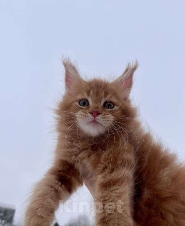 Кошки в Ярославле: Кот Мальчик, Бесплатно - фото 3