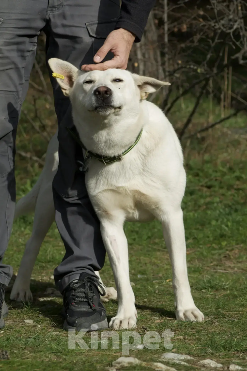 Собаки в других городах Краснодарского края: хочу домой Девочка, 99 руб. - фото 2