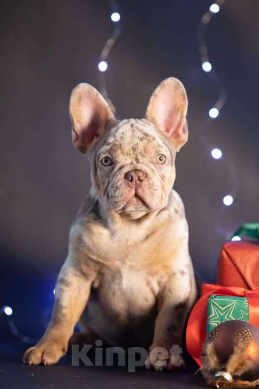Собаки в Москве: Французский бульдог щенок Мальчик, 60 000 руб. - фото 7