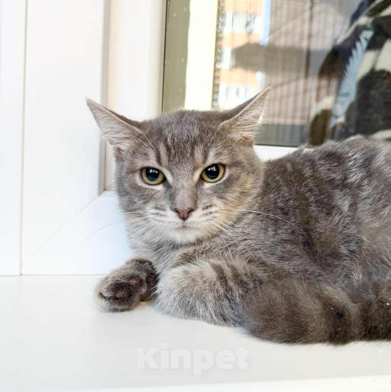 Кошки в Москве: Котенок Фасолька ласковая девочка в добрые руки Девочка, Бесплатно - фото 1