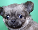 Собаки в Санкт-Петербурге: Щенок чихуахуа, длинношерстная красавица редкого окраса.  Девочка, 60 000 руб. - фото 1