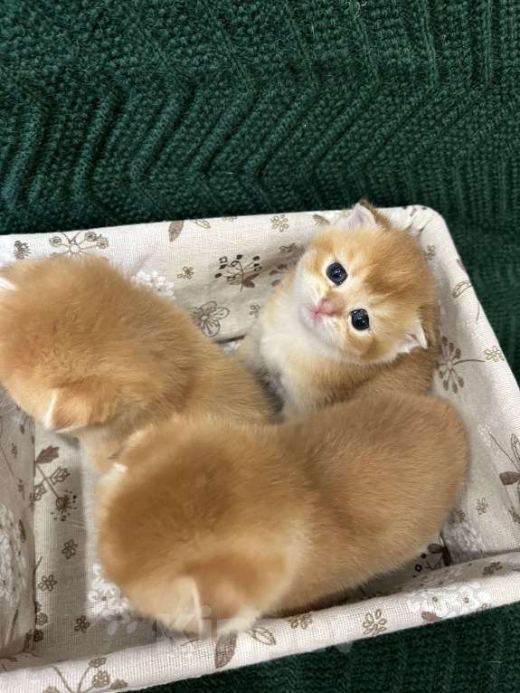 Кошки в Липецке: Шотландские котята  Мальчик, 18 000 руб. - фото 8