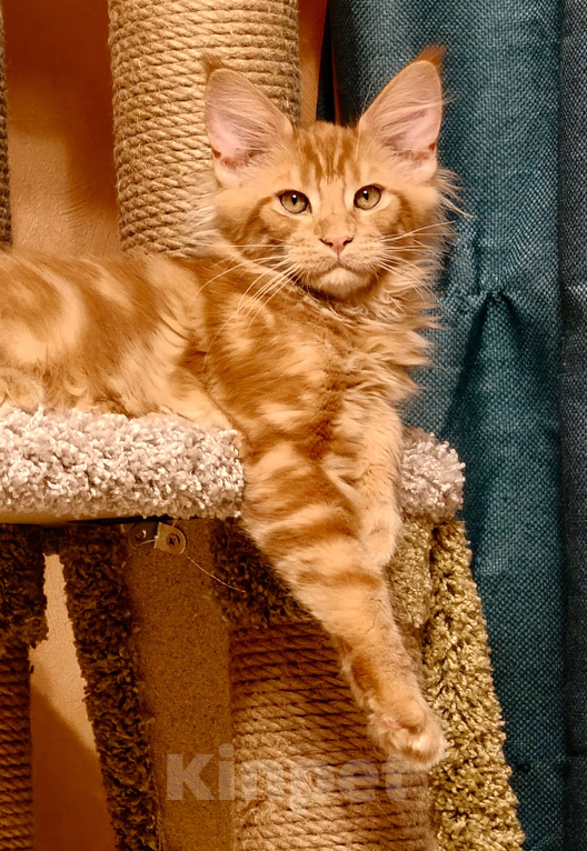 Кошки в Санкт-Петербурге: Очаровательный рыжик Енисей Мальчик, 30 000 руб. - фото 1