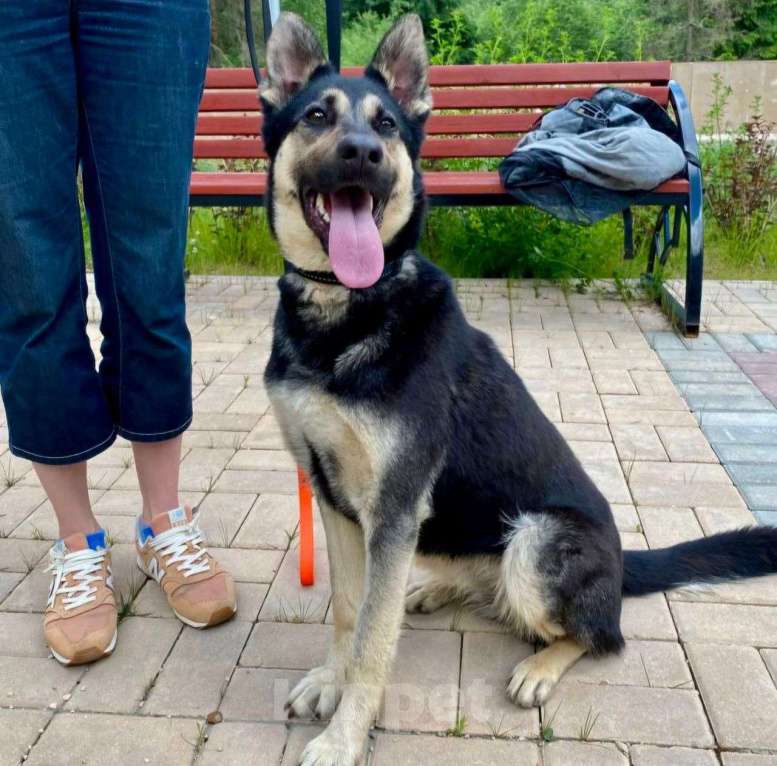 Собаки в Москве: Бруну выкинули хозяева, потому что она оказалась "недостаточно породистая".. 💔 Девочка, Бесплатно - фото 3