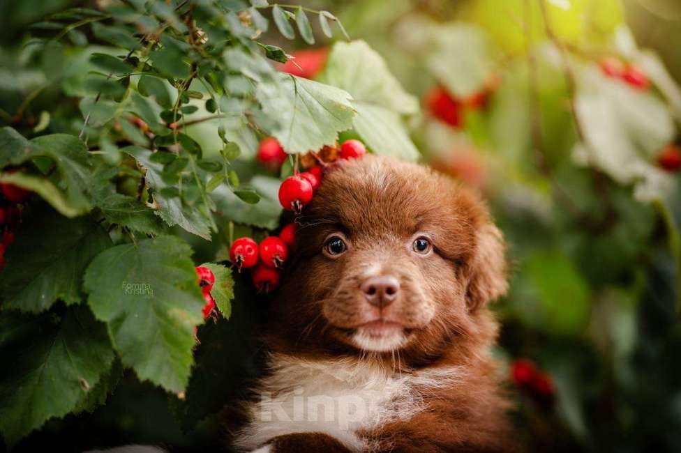 Собаки в Москве: Мальчик красный   Биколор  Мальчик, Бесплатно - фото 4