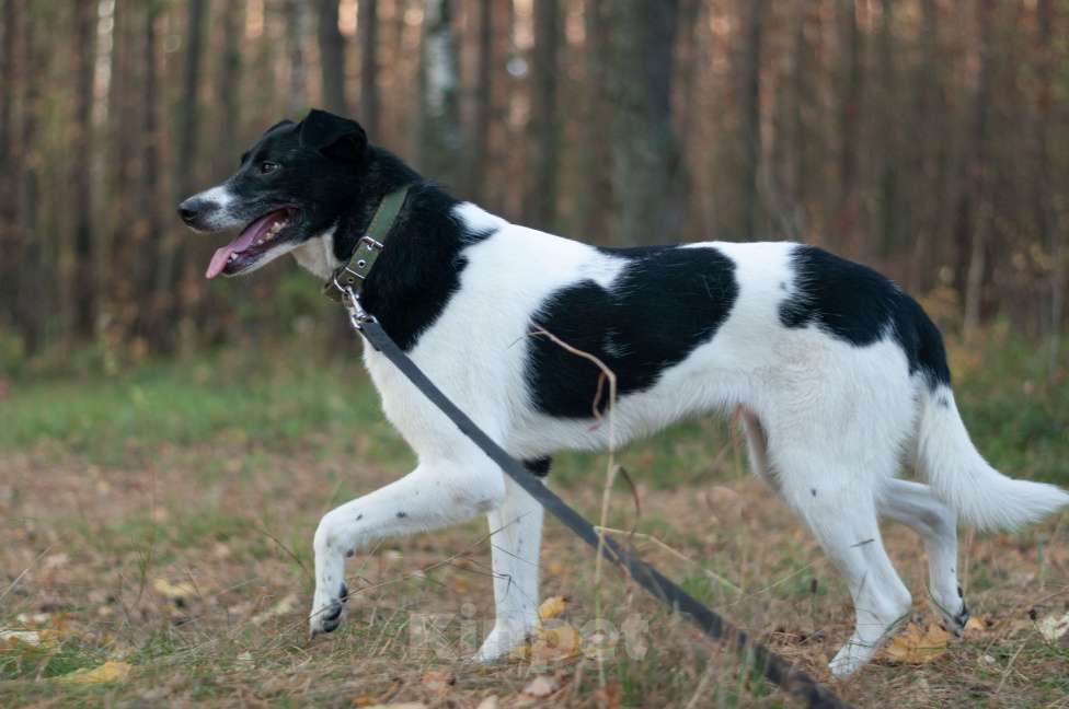 Собаки в Ногинске: Клэр Девочка, Бесплатно - фото 3