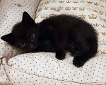 Кошки в Санкт-Петербурге: Малюсенький черный котёнок с голубыми глазками Мальчик, Бесплатно - фото 5