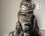 Кошки в Калининграде: Котик мейн кун Мальчик, Бесплатно - фото 4