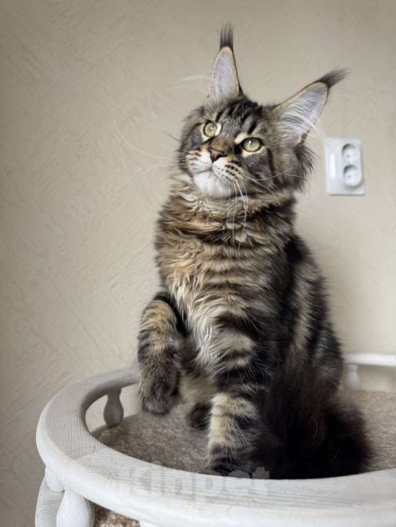 Кошки в Калининграде: Котик мейн кун Мальчик, Бесплатно - фото 4