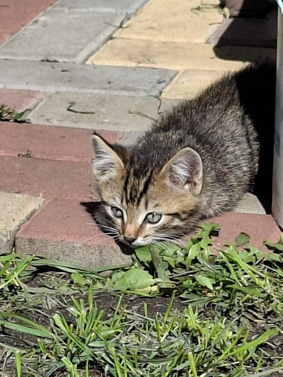 Кошки в Липецке: Котик в добрые руки Мальчик, Бесплатно - фото 1