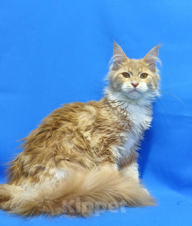 Кошки в Москве: Star Maine Coons Девочка, 75 000 руб. - фото 8
