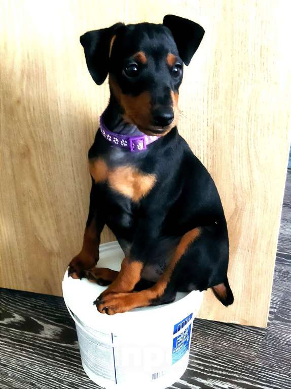 Собаки в Геленджике: Щенки цвергпинчера Мальчик, 50 000 руб. - фото 7