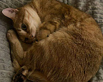 Кошки в Дзержинском: Потерялась рыжая кошка Девочка, 1 руб. - фото 3