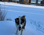 Собаки в Санкт-Петербурге: Пропала собака Мальчик, Бесплатно - фото 2
