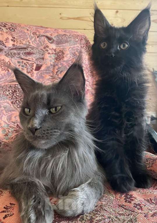 Кошки в других городах Приморского края: Шикарные котята Мальчик, 20 000 руб. - фото 7