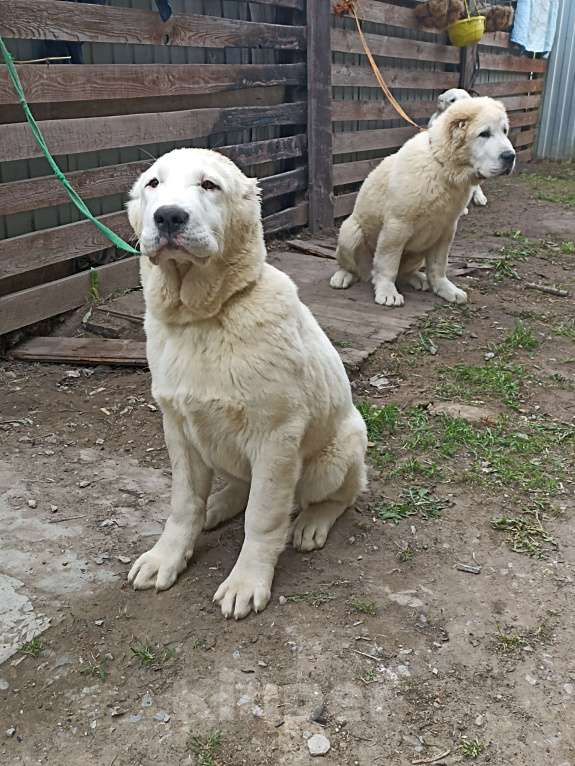 Собаки в Екатеринбурге: Представлю щенка Мальчик, 70 000 руб. - фото 6