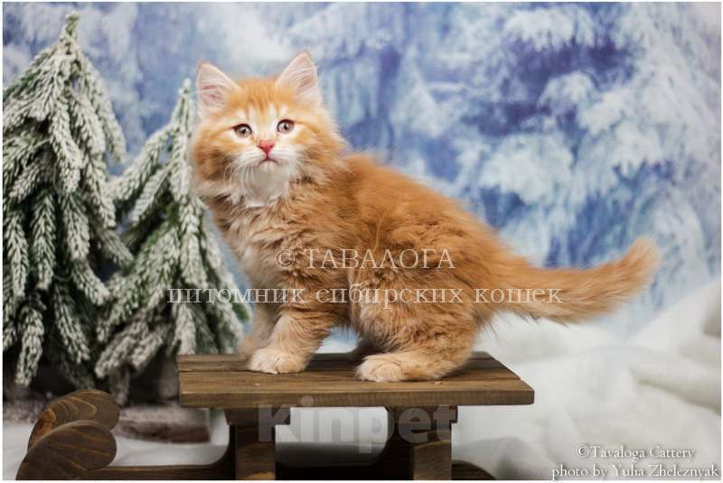 Кошки в Москве: Роскошная Сибирская Рыжая девочка Девочка, Бесплатно - фото 2